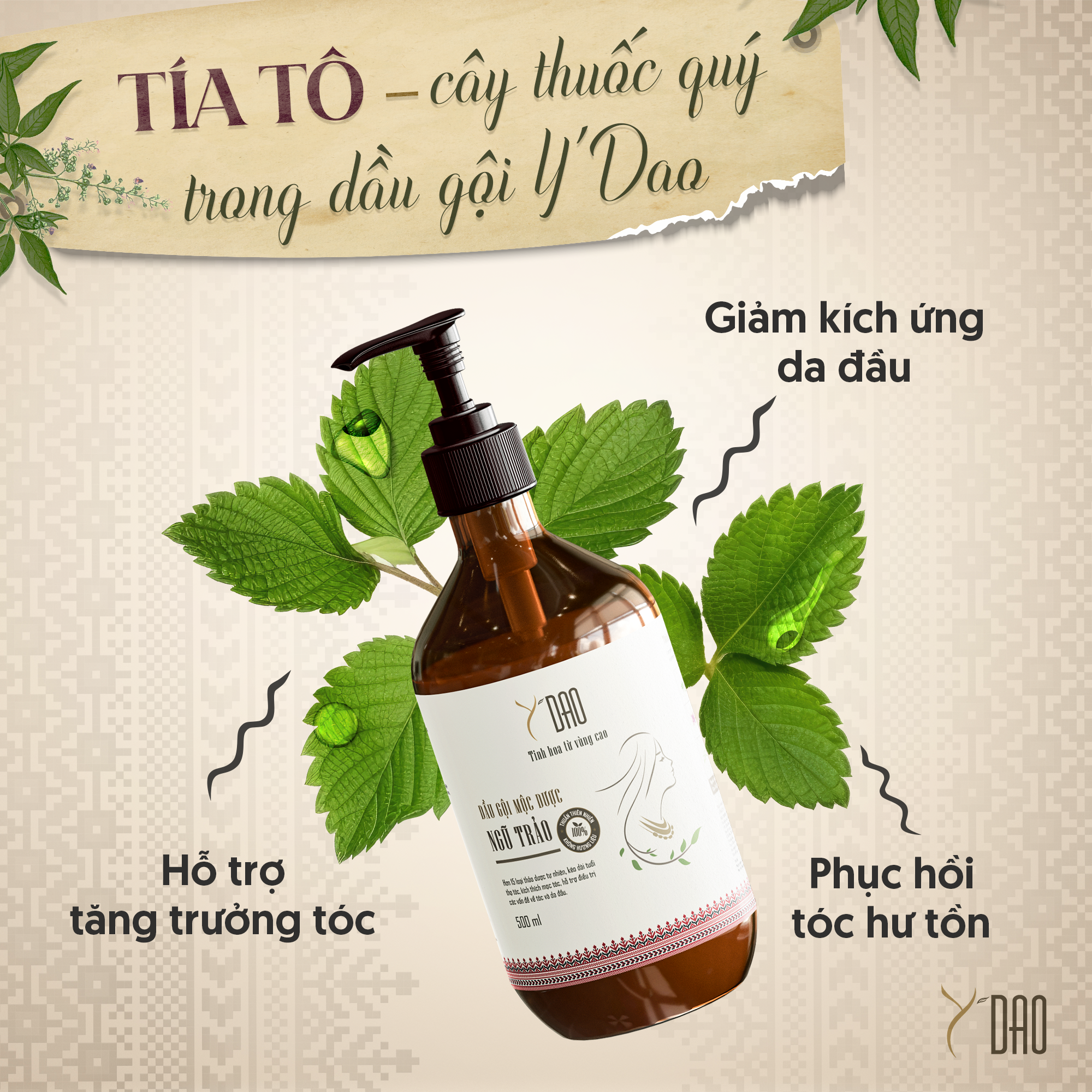 TÍA TÔ - CÂY THUỐC QUÝ TRONG DẦU GỘI MỘC DƯỢC NGŨ TRẢO Y'DAO